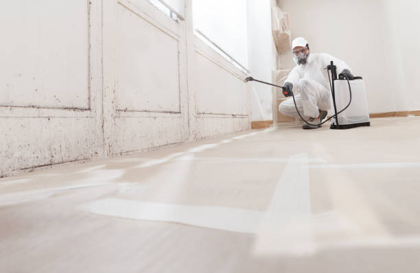24/7 Emergency Basement Mold Remediation experts in Glendale, AZ